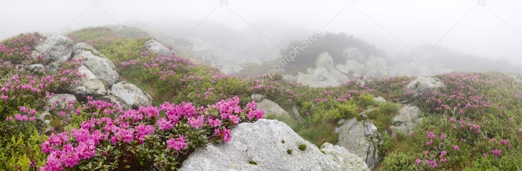 flowers among the stones