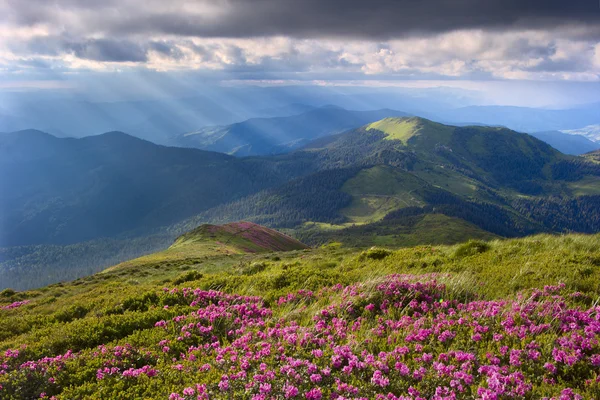 ormangülü Karpatlar