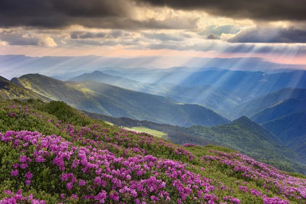 ormangülü Karpatlar