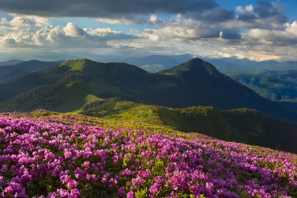 Rododendro nos Cárpatos — Fotografia de Stock