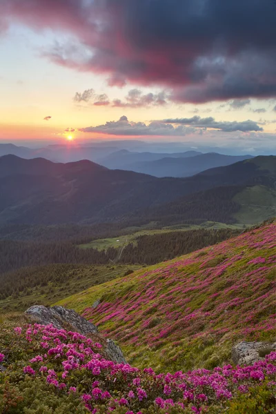 ormangülü dağlarda