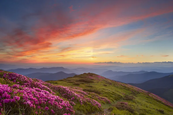 ormangülü dağlarda