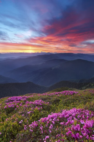 Rhododendron in mountains — Stock Photo, Image