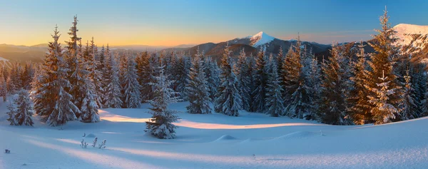 Bosque de invierno en las montañas — Foto de Stock