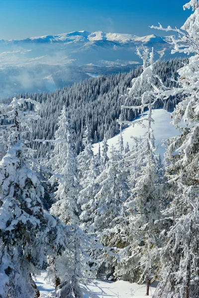 Bosque de invierno en las montañas — Foto de Stock