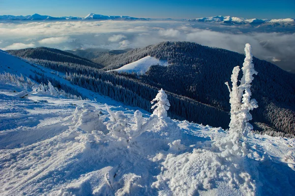 Snow covered trees — Stock Photo, Image