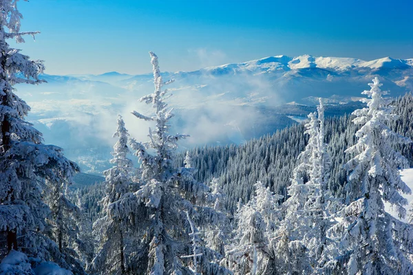 Vinterskog i fjällen — Stockfoto