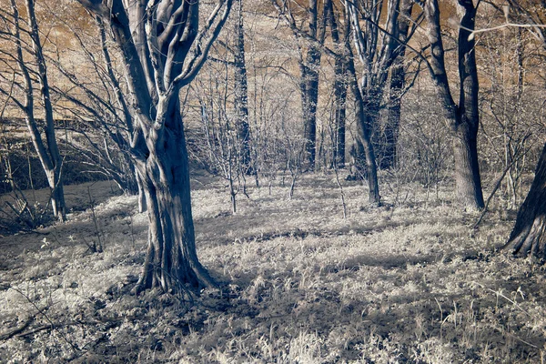 Las wróżek — Zdjęcie stockowe