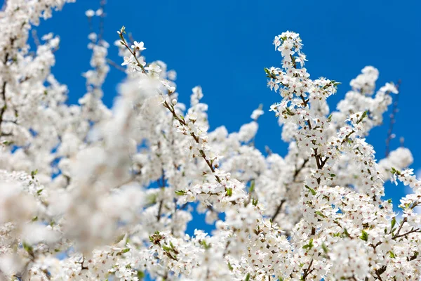 Árboles florecientes — Foto de Stock