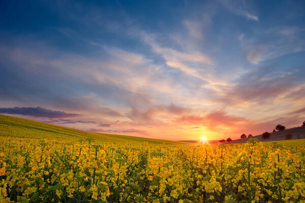 желтое поле