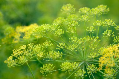 dill flower