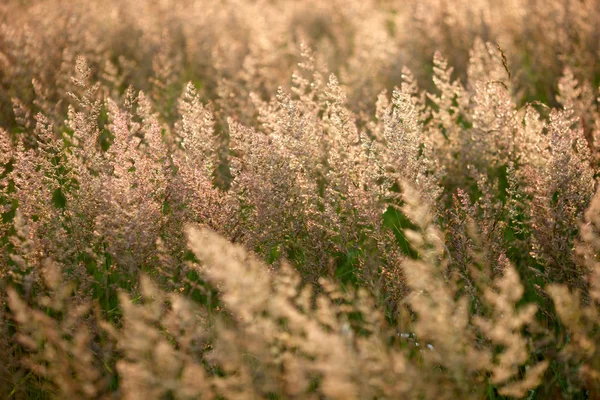 Дикие травы — стоковое фото