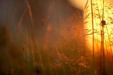 Güneş ışığında çimen
