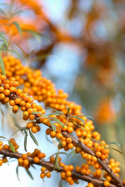 Deniz dikenli üzümleri