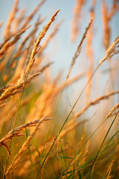 Güneş ışığında çimen