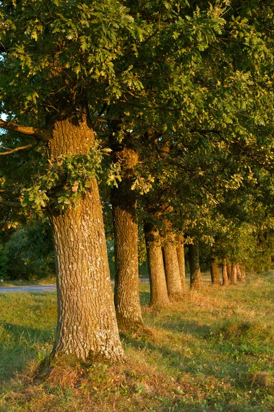 Řada stromů dubů — Stock fotografie