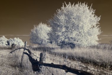 kızılötesi fotoğraf, ağaç gökyüzü yol