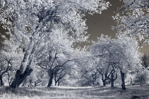 Foto infravermelha, árvore jardim — Fotografia de Stock