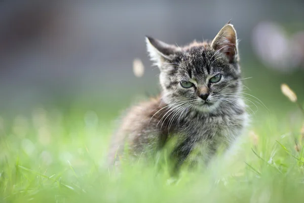 Çimlerdeki kedi yavrusu