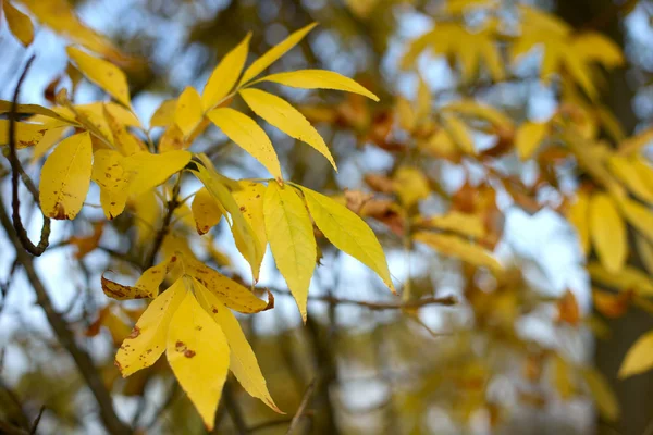 Autumn leaves on a branch — Stock Photo, Image