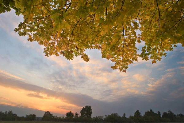 Yellow maple leaves — Stock Photo, Image