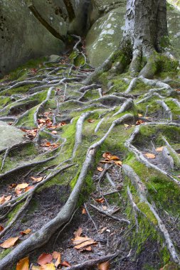 Kayın kökleri kayalar ve yosun arasında