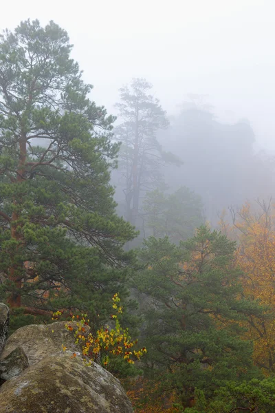 Cedros sobre rocas en la niebla — Foto de Stock