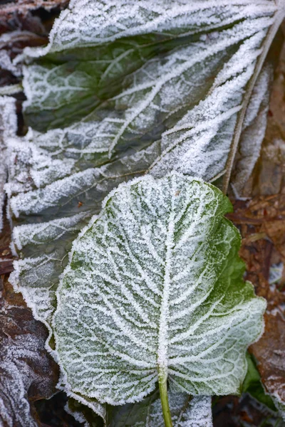 Green leaves covered with frost — Stock Photo, Image