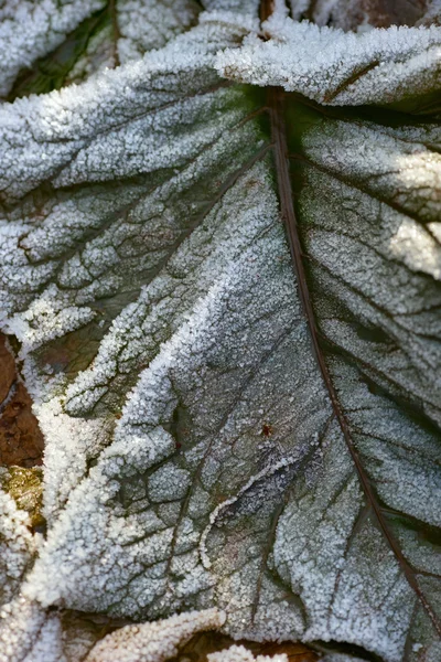 Green leaves covered with frost — Stock Photo, Image