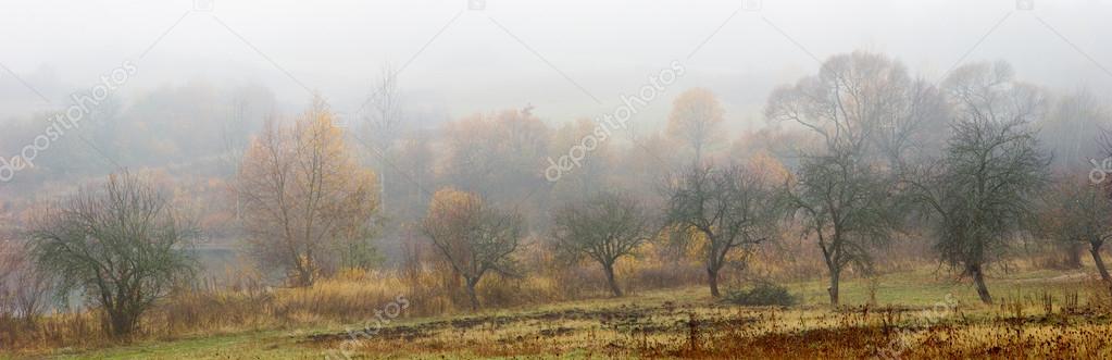 yellow trees in autumn. fog