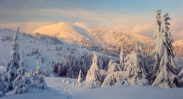 Invierno en las montañas de los carpatos — Foto de Stock