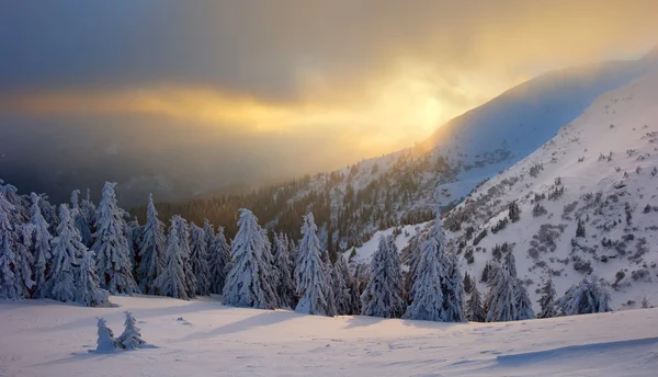 Karpatya dağlarında kış