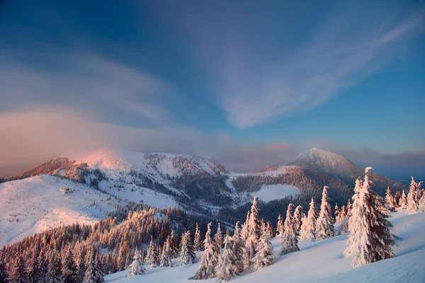 Karpatya dağlarında kış — Stok fotoğraf