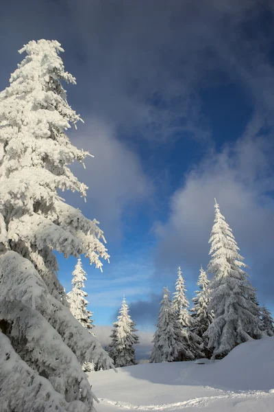 喀尔巴阡山脉的冬天 图库照片