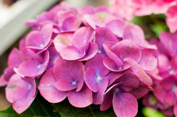 Hydrangea in greenhouse — Stock Photo, Image