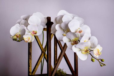 İki beyaz orkide dalı