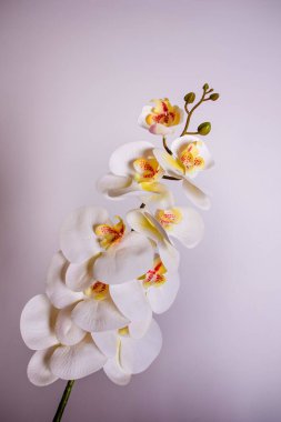 Beyaz orkidelerin zengin dalı