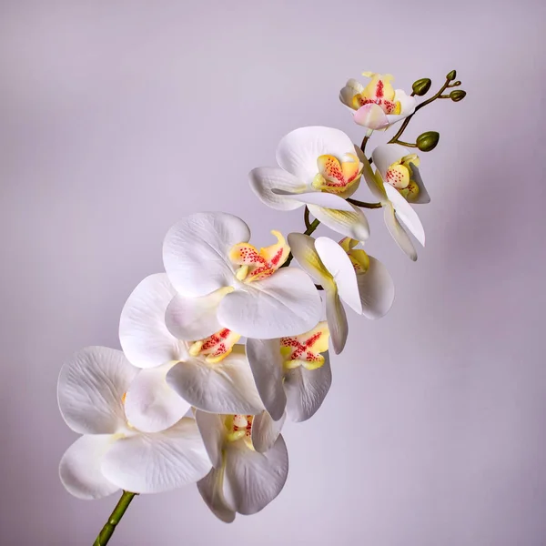 Белые Желтые Орхидеи — стоковое фото