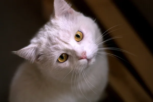 Gatto bianco con gli occhi verdi — Foto Stock