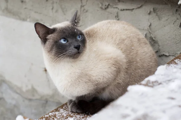Domestic cat with blue eyes on snow, froze over in the winter outside. Winter cat sits outside after a snowstorm. A hungry cat is waiting for its owner in the country. Abandoned cat in frosty  winter