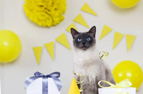Celebrating birthday cat, birthday party at home. Cat's day. Concept of pet's treats and care. Cat posing in decorated room in yellow ang gray colors, gifts and balloons, flags and serpentines.