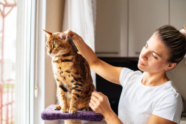 Bir Bengal kedisini fırçayla tarayan bir kadın. Evcil hayvanla ilgilenen kadın evde saç kesiyor. Kedi bakımı, yün tarama. Ekspres deri. Güzellik salonunda güzel bir kedi. Tımarlayan hayvanlar, tarayan saçlar.