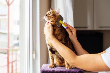 Bir Bengal kedisini fırçayla tarayan bir kadın. Evcil hayvanla ilgilenen kadın evde saç kesiyor. Kedi bakımı, yün tarama. Ekspres deri. Güzellik salonunda güzel bir kedi. Tımarlayan hayvanlar, tarayan saçlar.