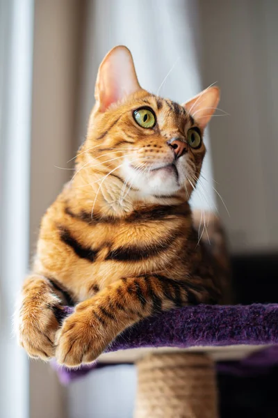 カメラを見てかわいいベンガル猫の肖像画を閉じます 猫は家の中にいて 窓のそばにいて 猫の家の猫の棚にいます ペットのコンセプト ペットに優しいケアのコンセプト — ストック写真
