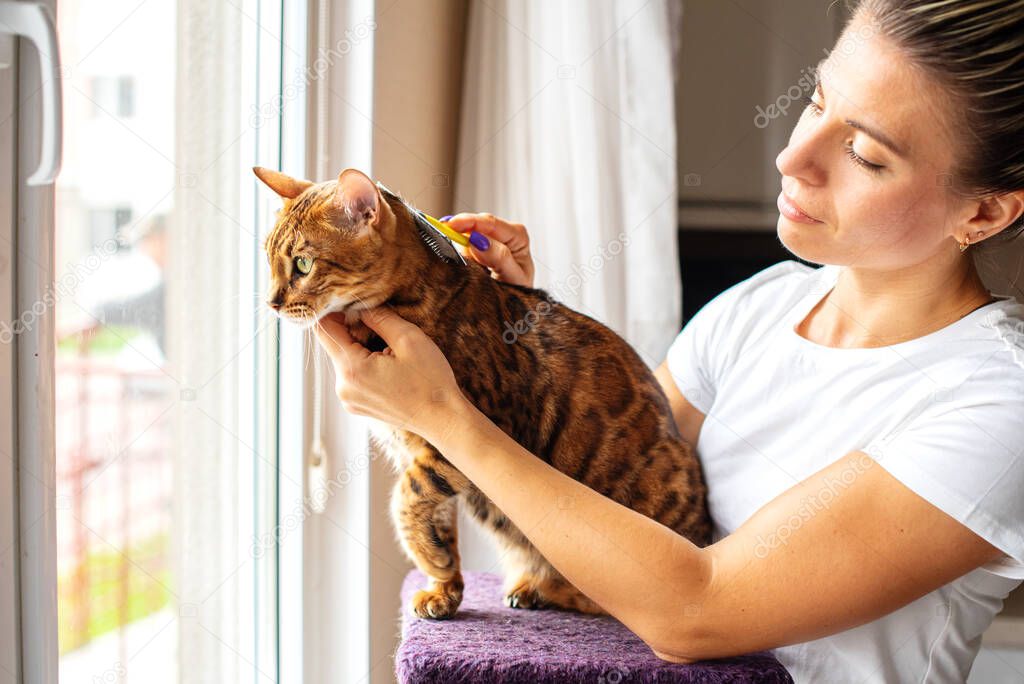 Woman combing fur of a Bengal cat with brush. Woman taking care of pet removing hair at home. Cat grooming, combing wool. Express molt. Beautiful cat in a beauty salon. Grooming animals, combing hair