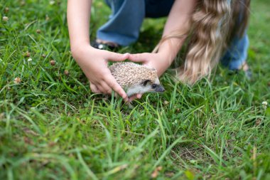 Yazın çimenlerde kirpi tutan genç bir kadın..