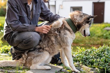 Beyaz erkek, sonbaharda Sibirya usulü açık havada köpek tımarını destekliyor. Dikkatli çocukluk, duygusal zeka, evcil hayvanlara bakma sorumluluğu, çocuk ve hayvan arasındaki nazik etkileşim, empati, günlük bilinçli rutinler.