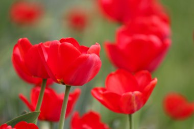 güzel çiçek açan laleler.