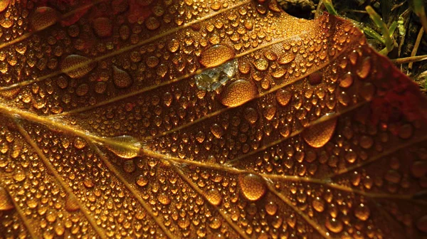 Árbol de hojas de rocío — Foto de Stock