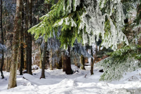 Hermosos abetos cubiertos de nieve en el bosque de invierno —  Fotos de Stock